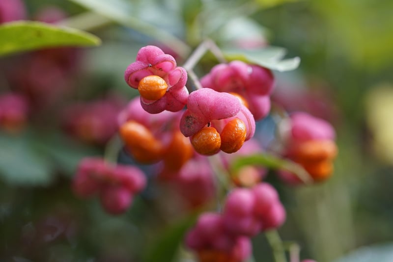 Otherworldly Produce